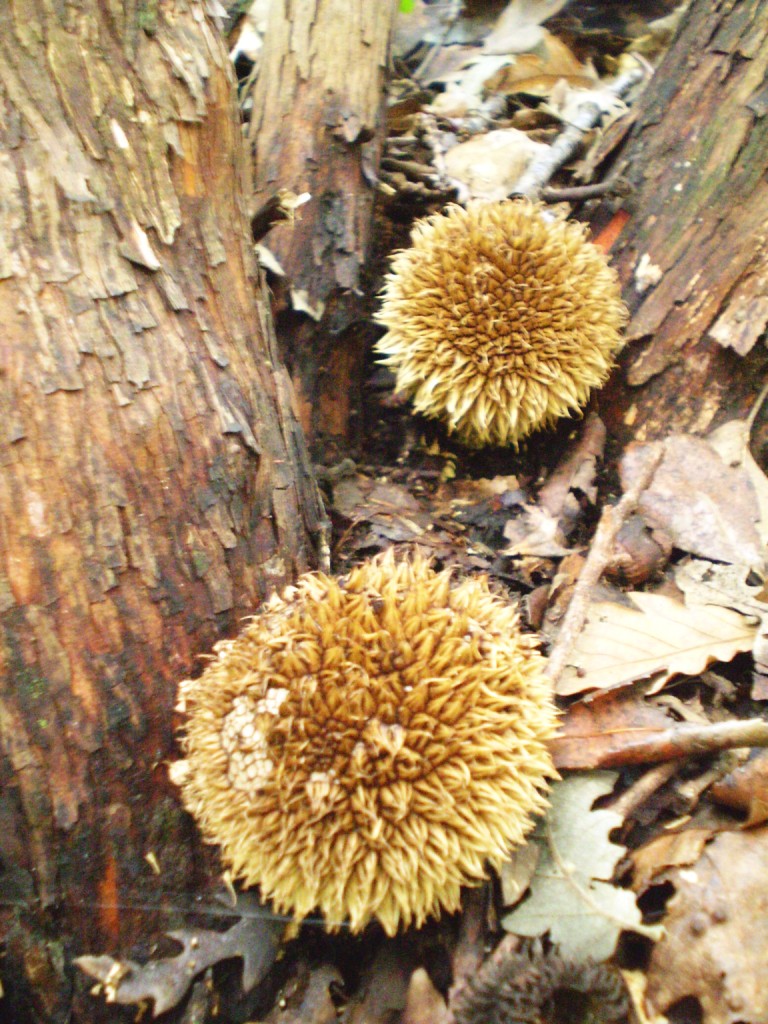 escursione 02 ottobre